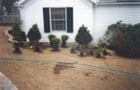 Plants Placed